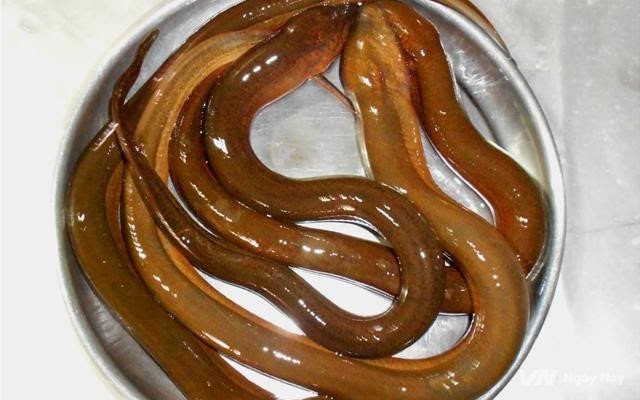 Nằm mơ thấy lươn và những con số may nắm 