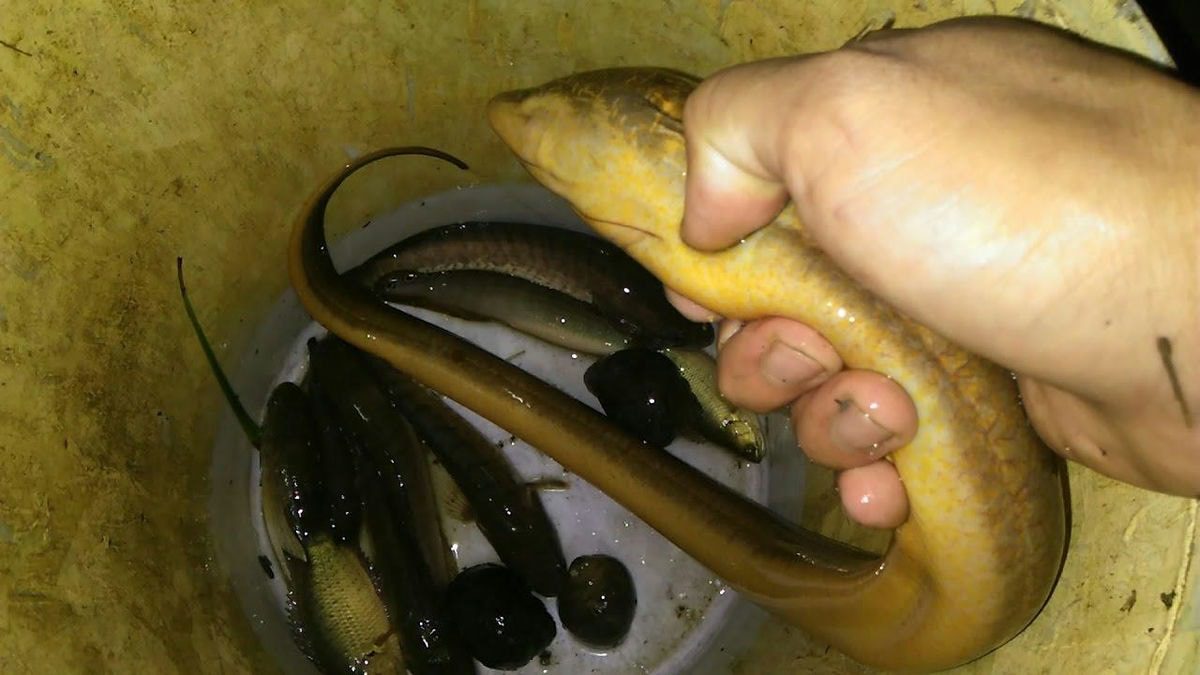 Ngủ mơ thấy rất nhiều lươn