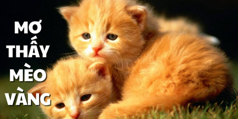 Mơ thấy mèo vàng chạy vào nhà