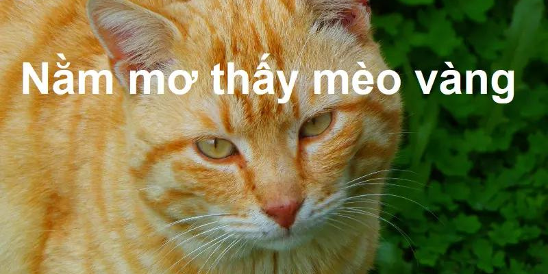 Mơ thấy mèo vàng trong trường hợp đặc biệt