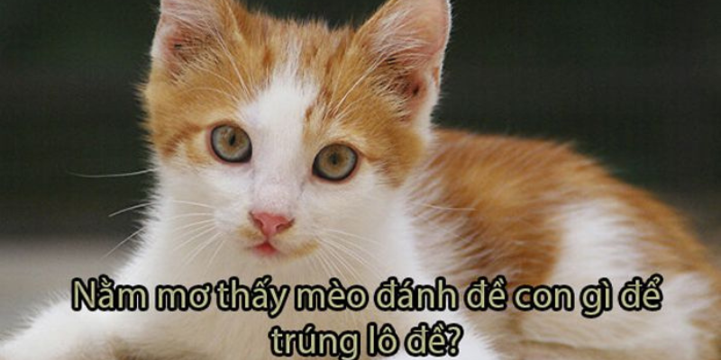 Nằm mơ thấy mèo vàng con số tài lộc gắn liền 