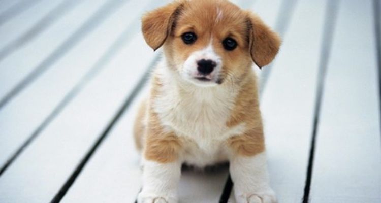 Đánh số mấy khi nằm mơ thấy chó vàng