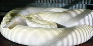 Mơ thấy trăn đánh con gì - Trăn màu trắng