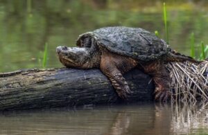 Tiết lộ con số lô đề khi mơ thấy rùa