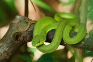 Mơ thấy rắn xanh cắn là điềm gì?