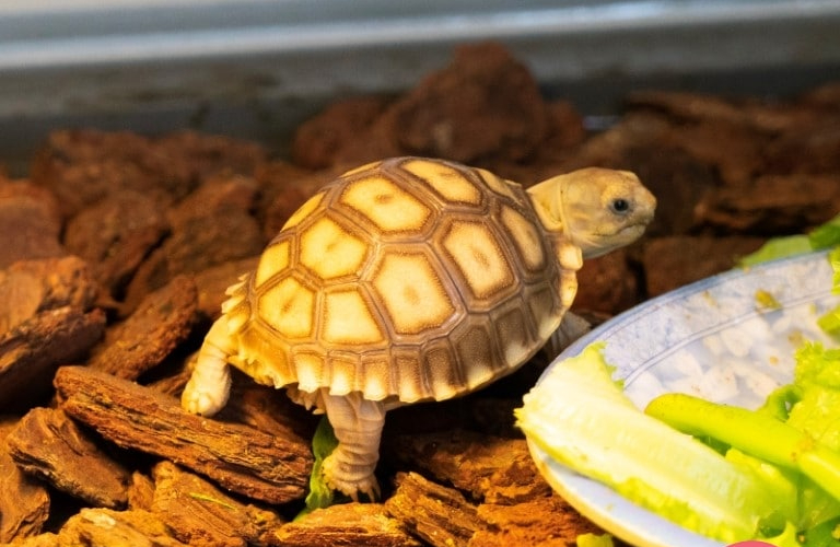 Mạnh tay quất liền con số may mắn khi mơ thấy rùa vàng