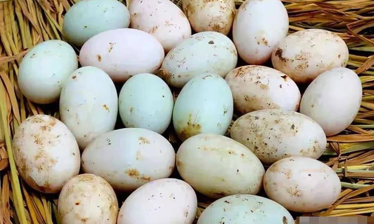 Giấc mơ thấy trứng vịt có ý nghĩa gì?